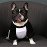 French Bulldog "Straight Outta Shelta" Tee